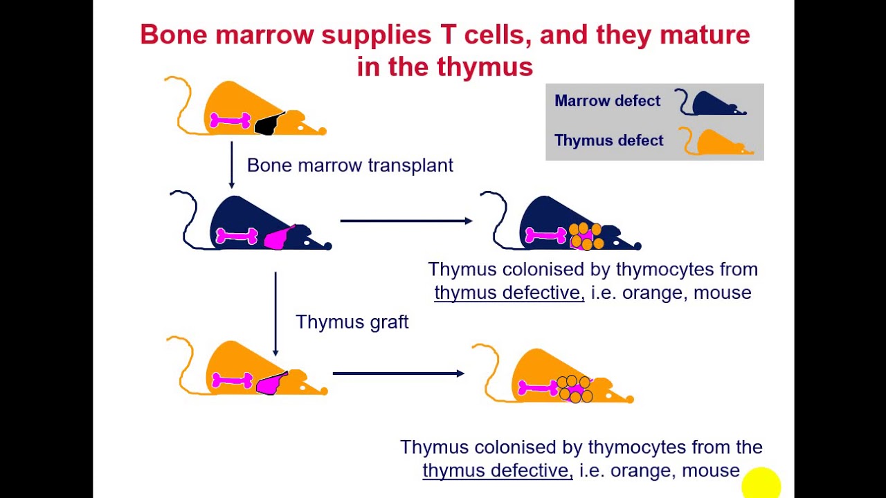 T Cell Education