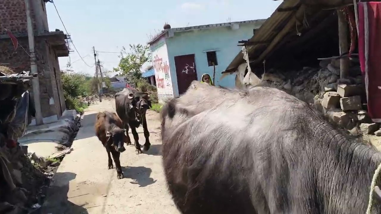 स्वागत है बेगमगंज के जंगलों में आपका ओर आप लोग भी मेरी तरह जंगल में जरुर जाए।