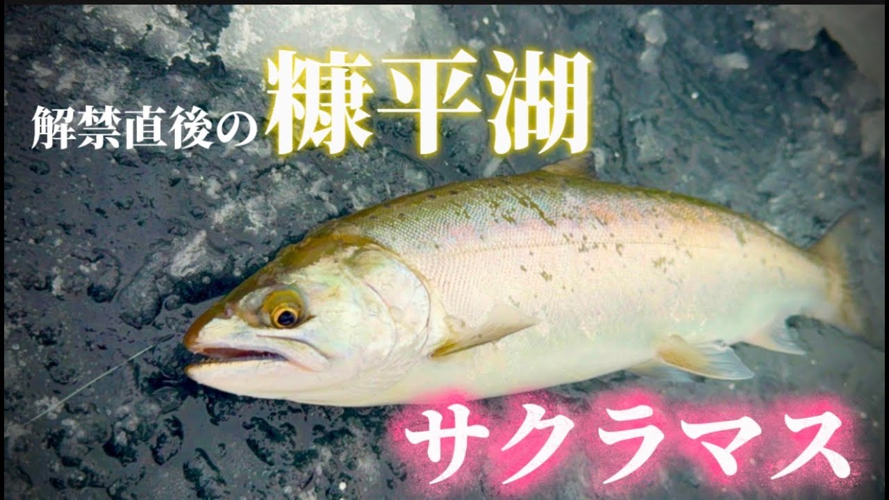 解禁直後の糠平湖に行ってきました！！