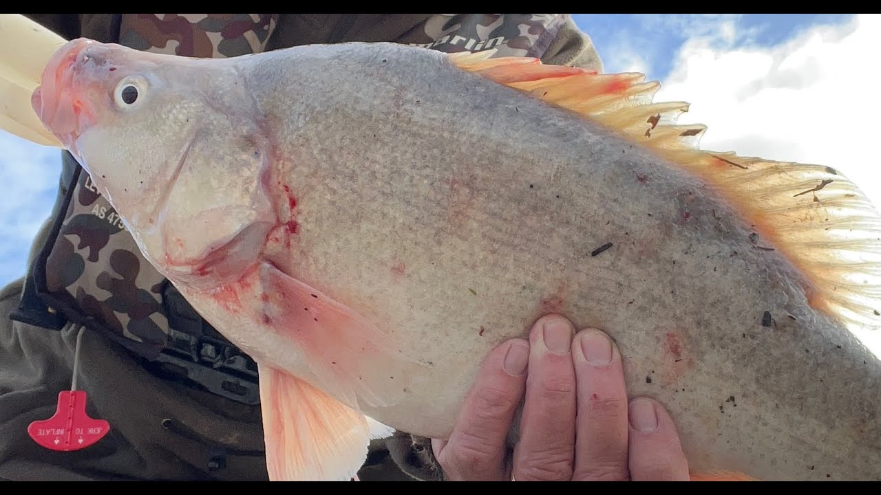 How not to catch Yellowbelly in Lake Hume.