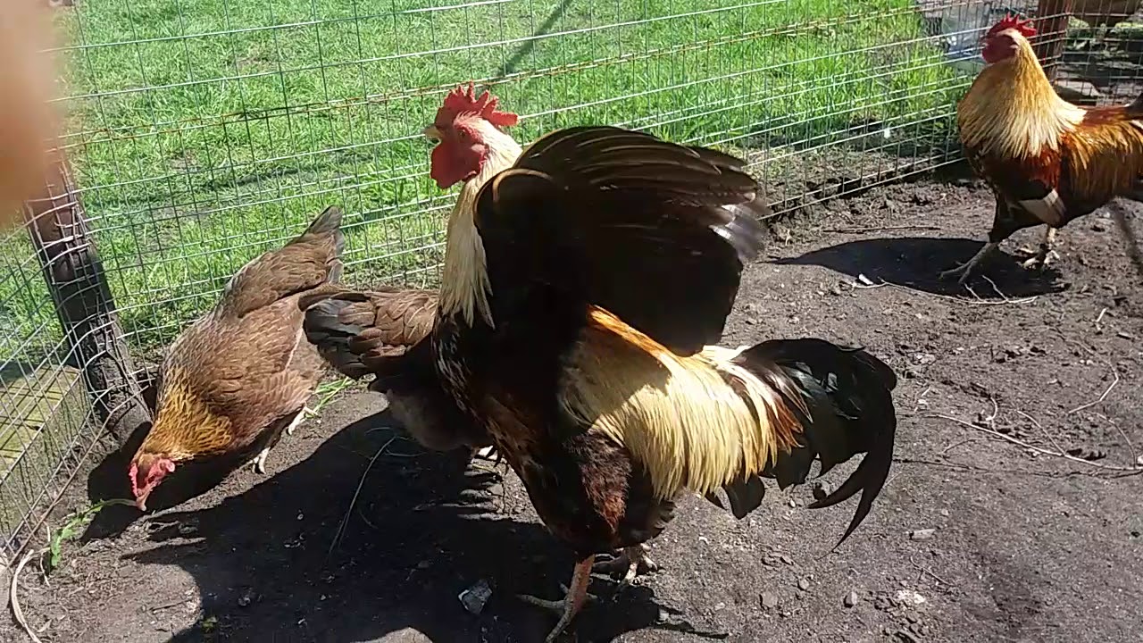 Zwerg Welsumer Hahnenkampf