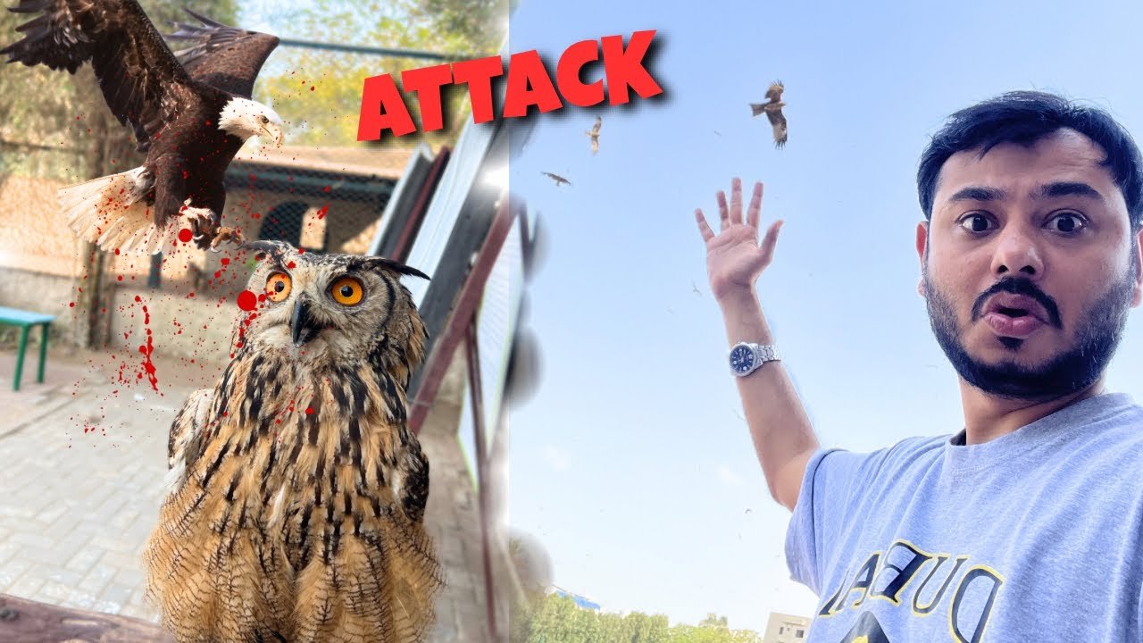 Eagles ne HAMLA kar dya😱Dar ka Mahool zoo me