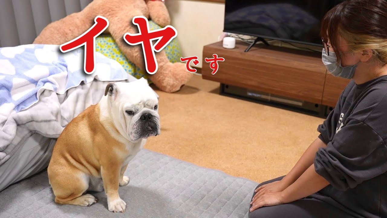 お風呂に入る事を説得するママと絶対拒否するブルドッグの攻防戦がこちら！