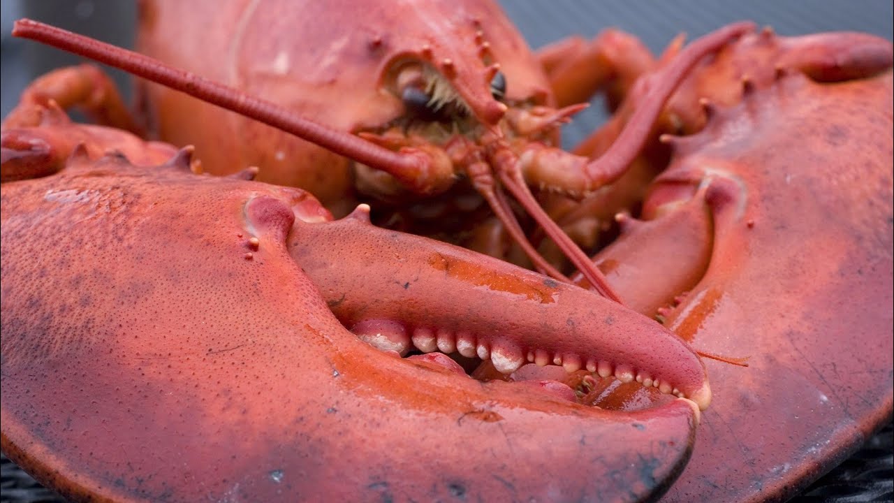 Американский омар - American Lobster (Энциклопедия животных)