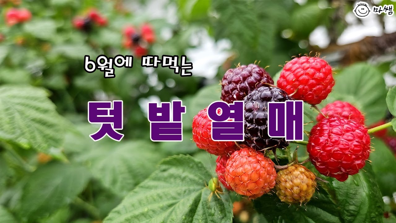 6월에 따먹는 텃밭열매