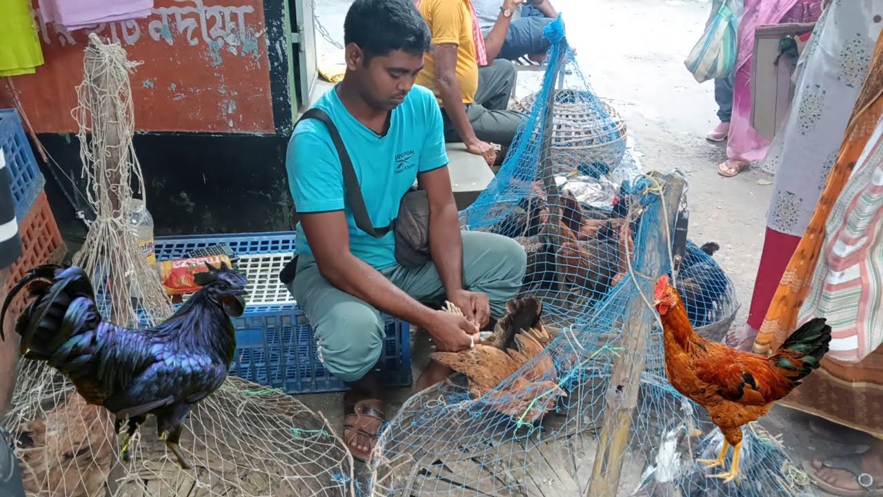 Nadia birnagar haas murga ki market meh #farming sonali murga ka price janlo  