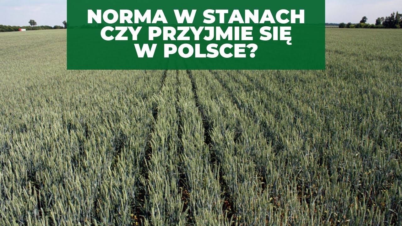 POSIAŁ KUKURYDZĘ BEZ ORKI! Czy warto spr&oacute;bować siewu no-till?