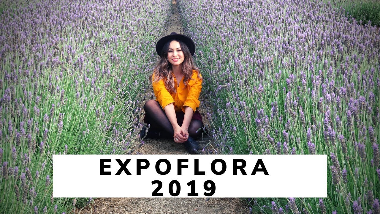 EXPORFLORA HOLAMBRA |  DICAS PARA IR | PRE&Ccedil;OS