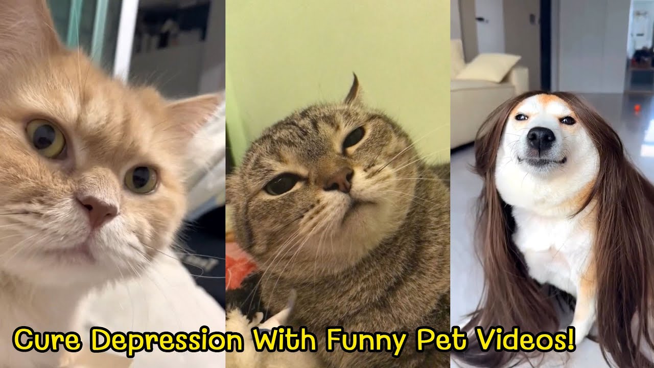 Cure Your Depression With The Funniest Pet Videos Ever! Ep.2
