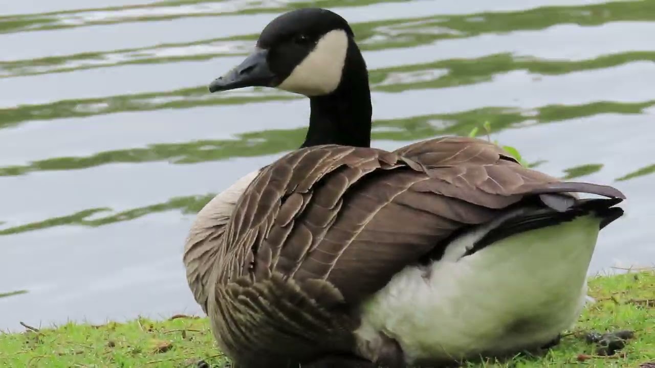 Ganzen gezin. Geniet van dit lieve kuikentje. Zo schattig.