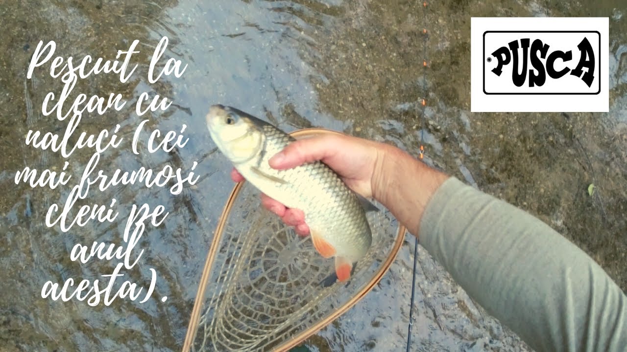 Pescuit la clean cu naluci (cei mai frumosi cleni pe anul acesta).Chub fishing with lures