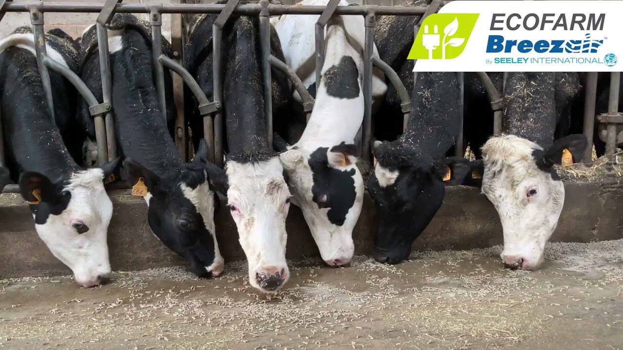 Più latte, meno stress: Breezair raffresca la Società Agricola Giberti