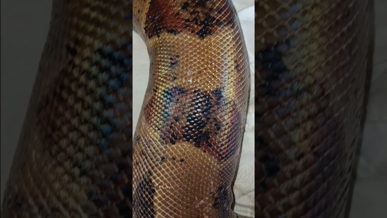 🐍#animals #pets #foryou #shorts #boaconstrictor