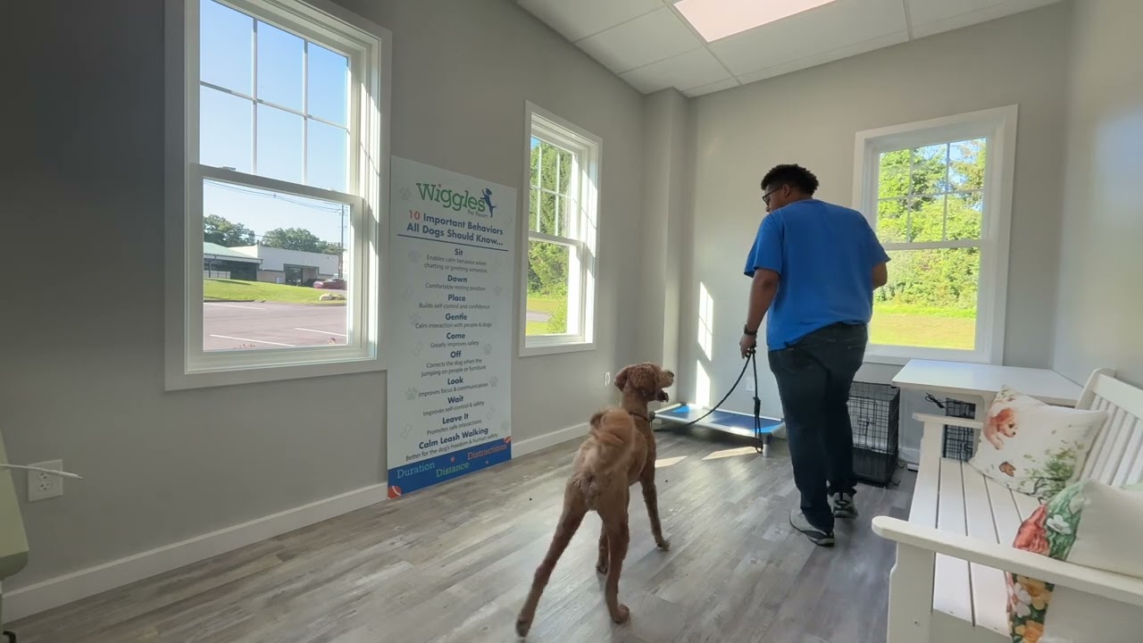 Copper- Working on sit, look, recall, and some leash walking.