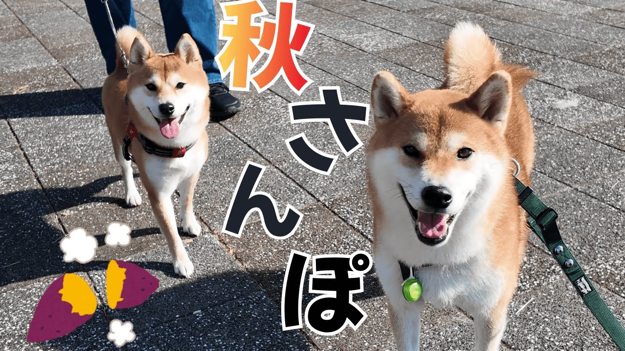 【柴犬うに】秋晴れの中、お友達の福太郎くんとお散歩してきました♡