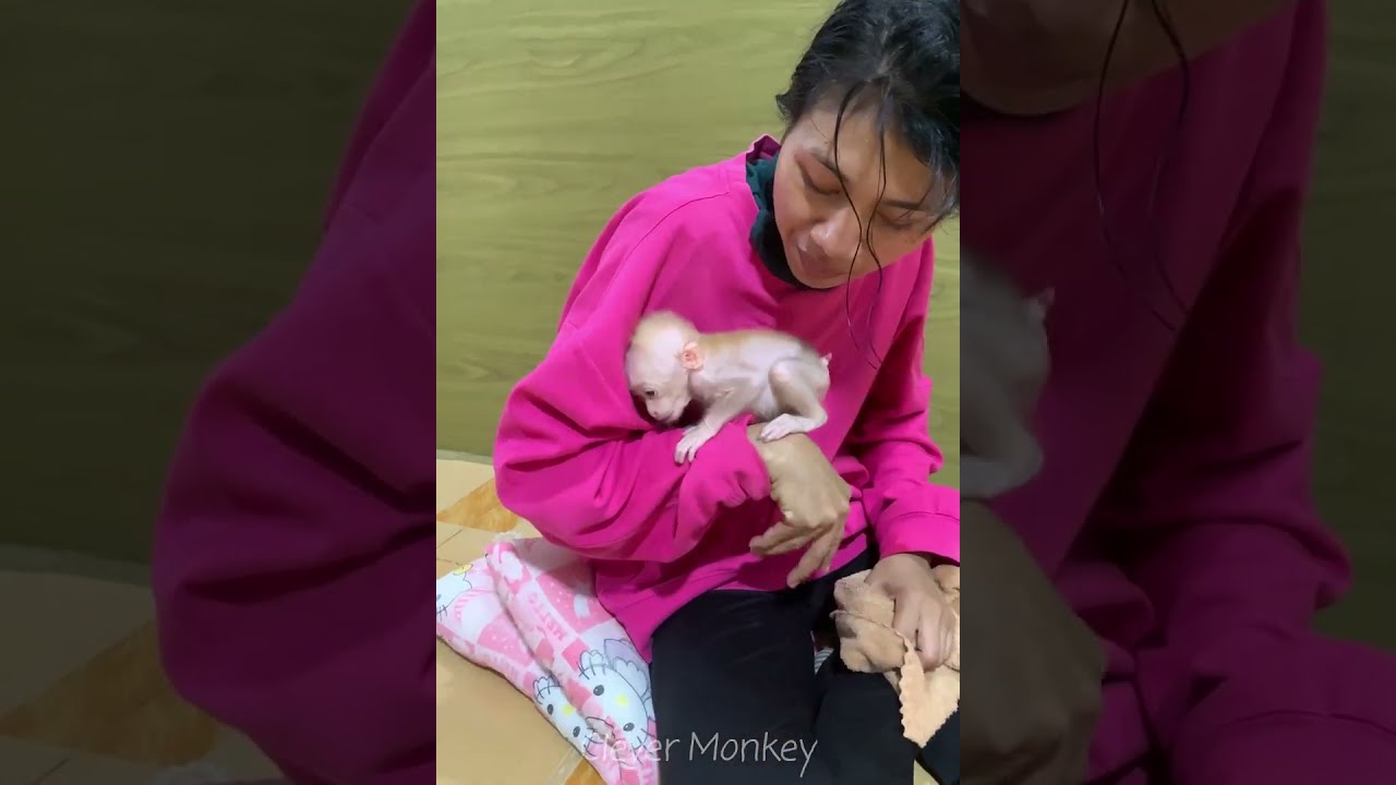 Adorable baby monkey feeling lovely that mummy take care and sharing food to eating delicious