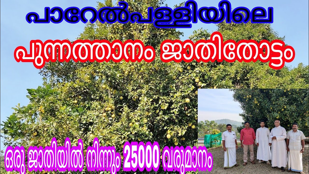 Punnathanam Nutmeg Model Farm#antony muniyara Vlogs
