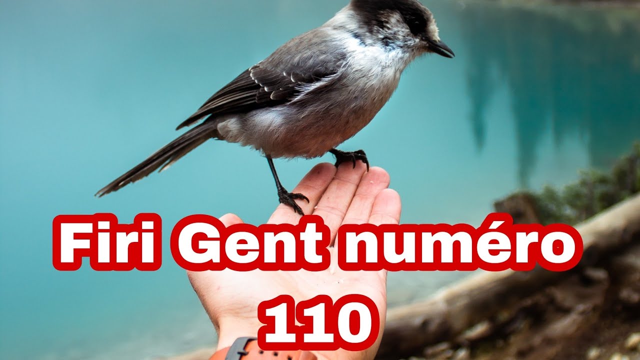 En Direct Firi Gent Numéro 110