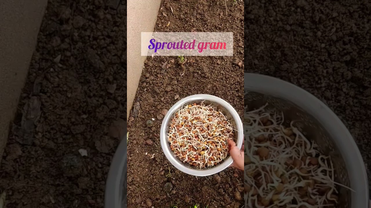 Grow chickpeas plant at home#shorts#shortsfeed #chickpeas plant#chana saag#sprout#plant