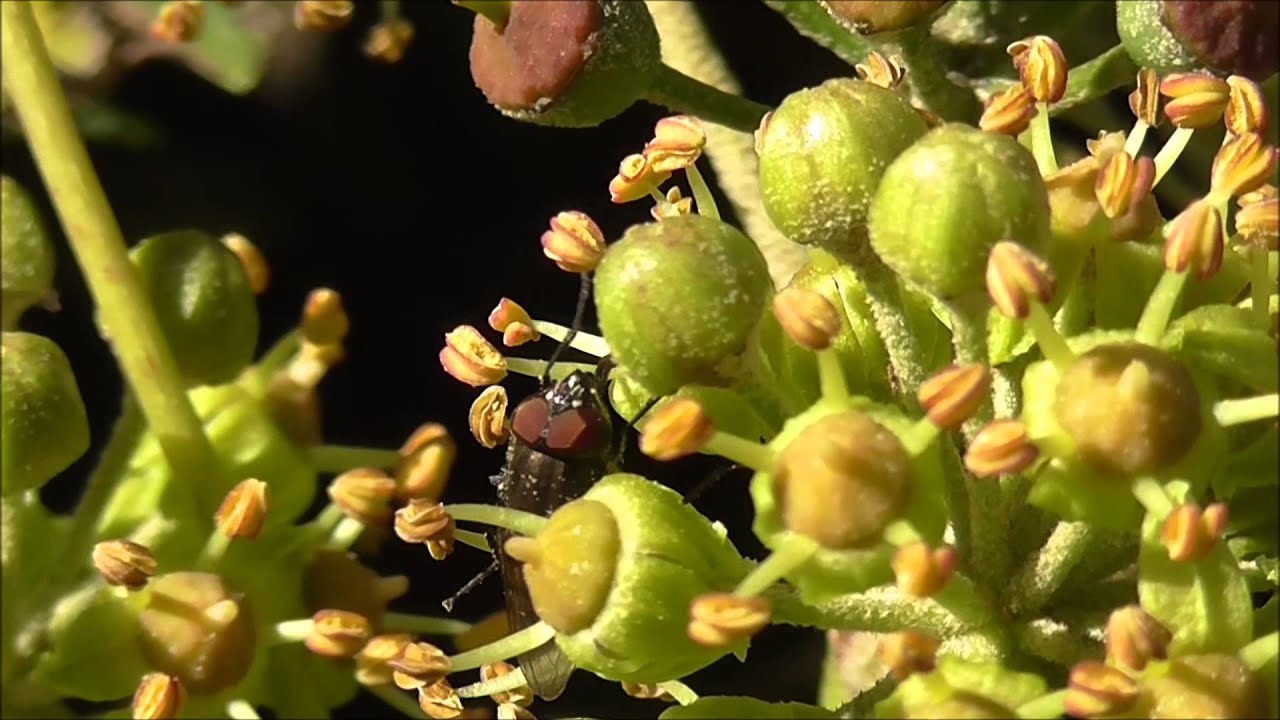 Stomorhina lunulata