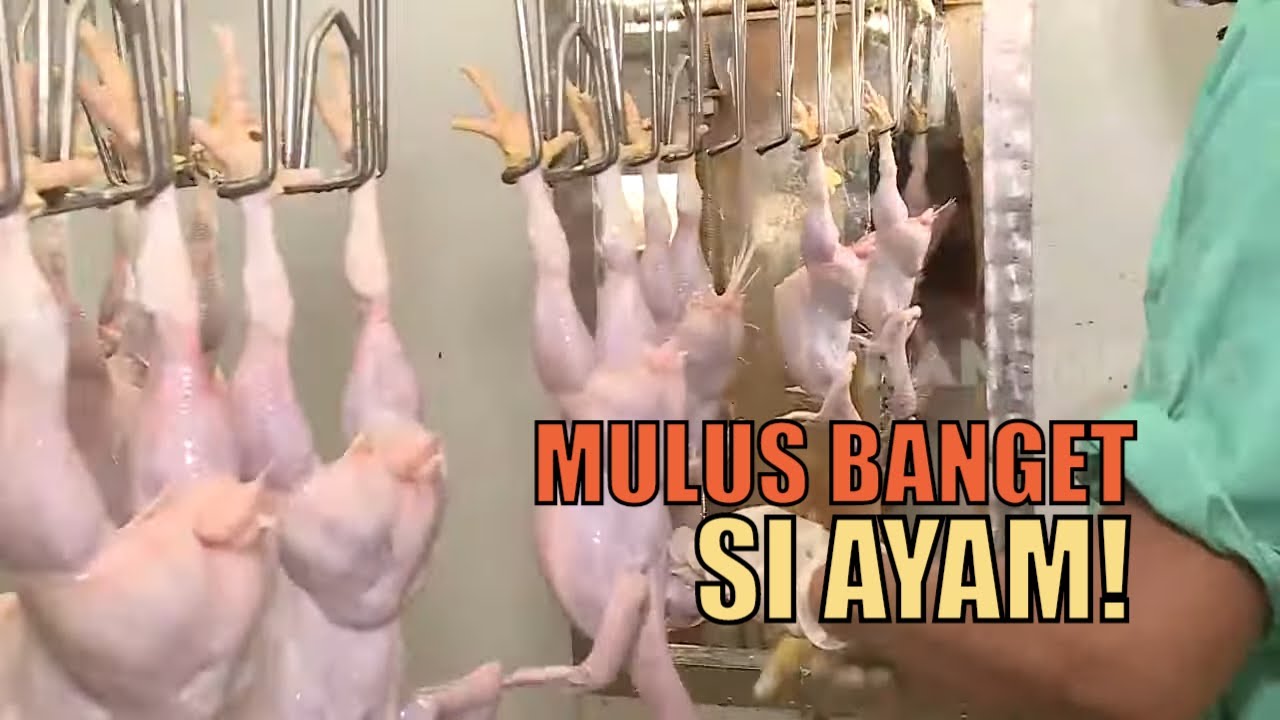 Kepoin Rumah Potong Ayam Jombang | SI UNYIL (18/06/20)
