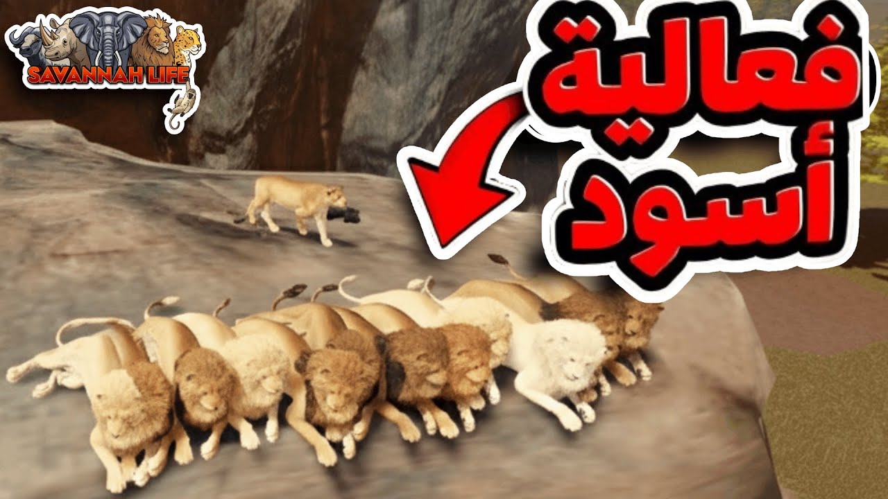 أكبر حدث للأسود في سافانا لايف.. اكثر من 25 اسد لتدمير السيرفر مع كلان أ ف ك