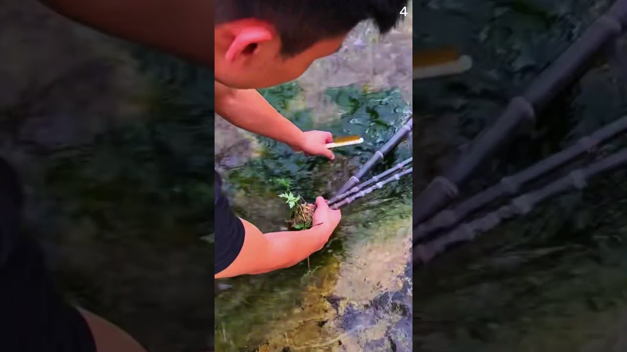 Petani cerdas memotong pohon bambu hitam dengan gunting pertanian yang unik #shorts
