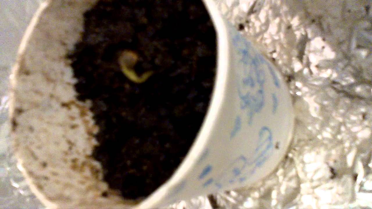 CFL Growbox