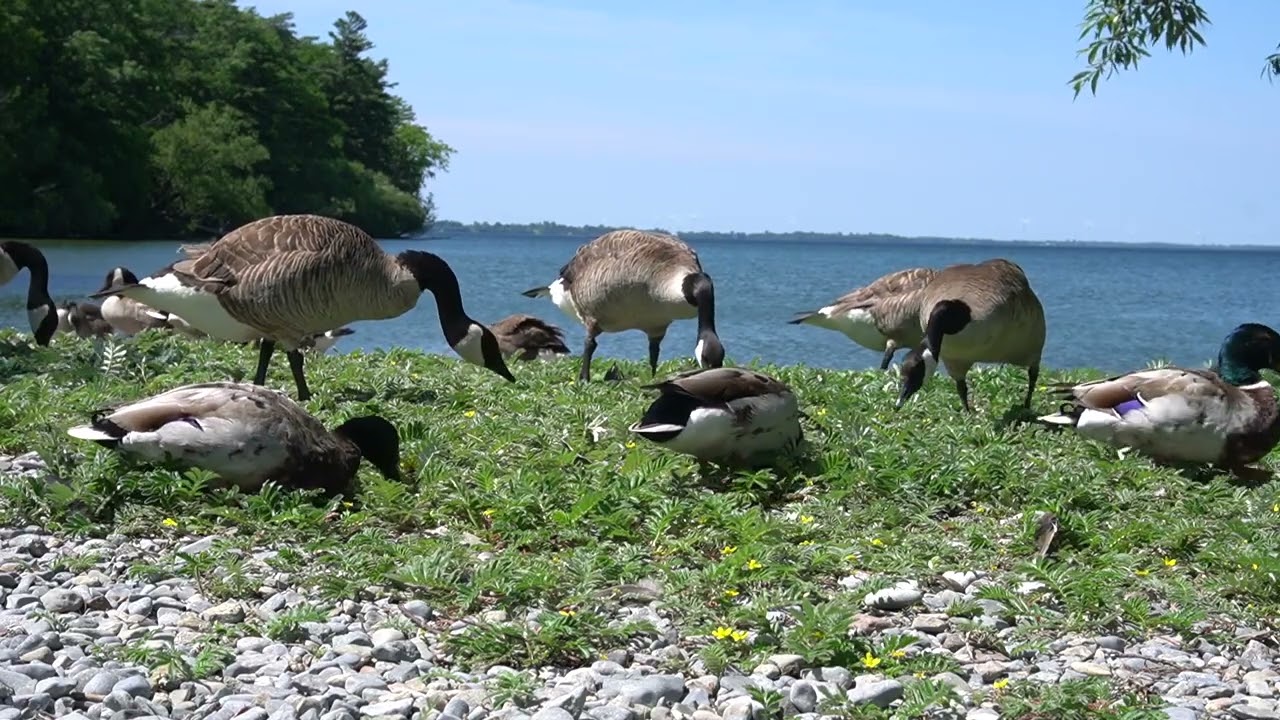 Saturday Morning Cartoons for Pets - 10 Hours of Ducks and Canada Geese by the Lake - June 24, 2023