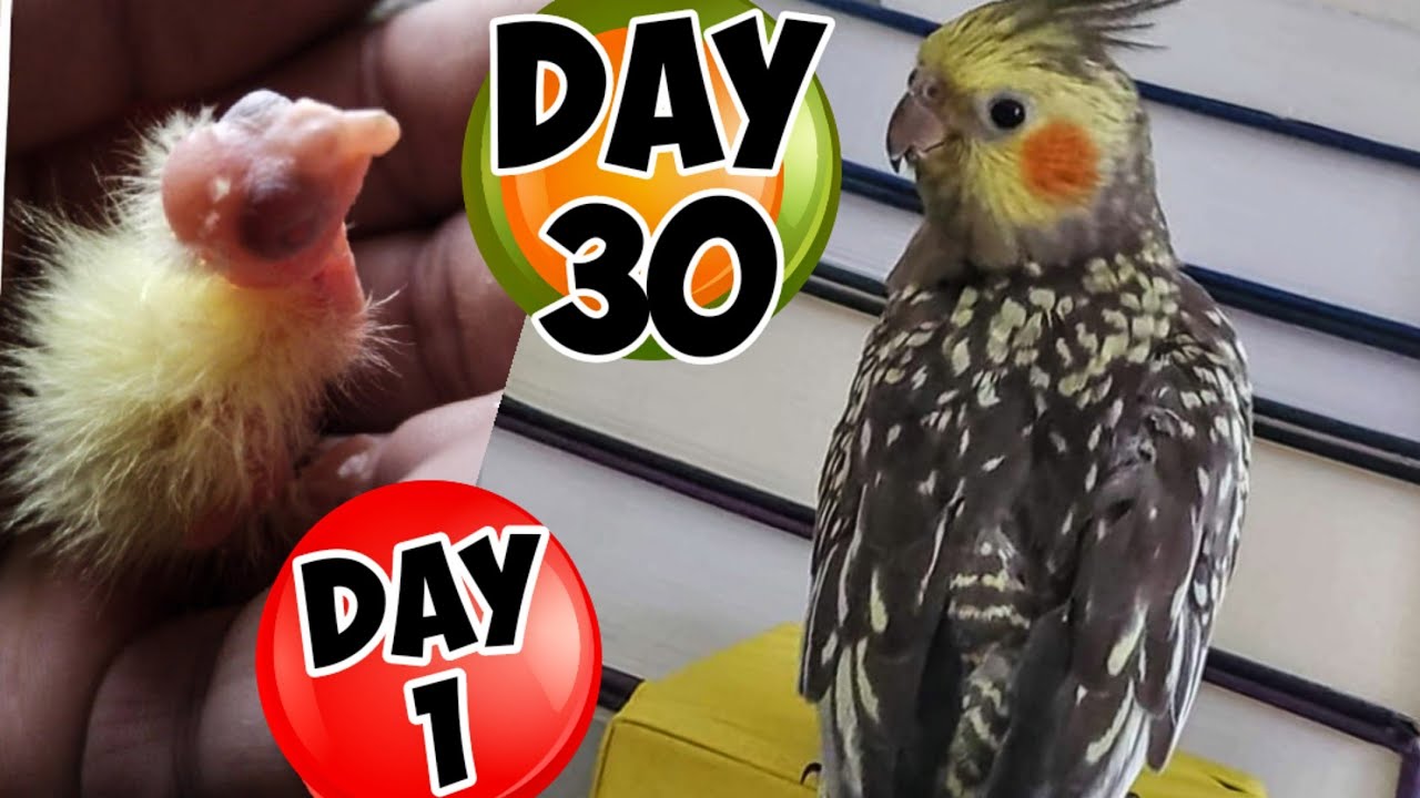 Pearl Cockatiel Baby Growth stages Day 1 to Day 30 | Cockatiel Chick to Adult | Shabu's Vlog