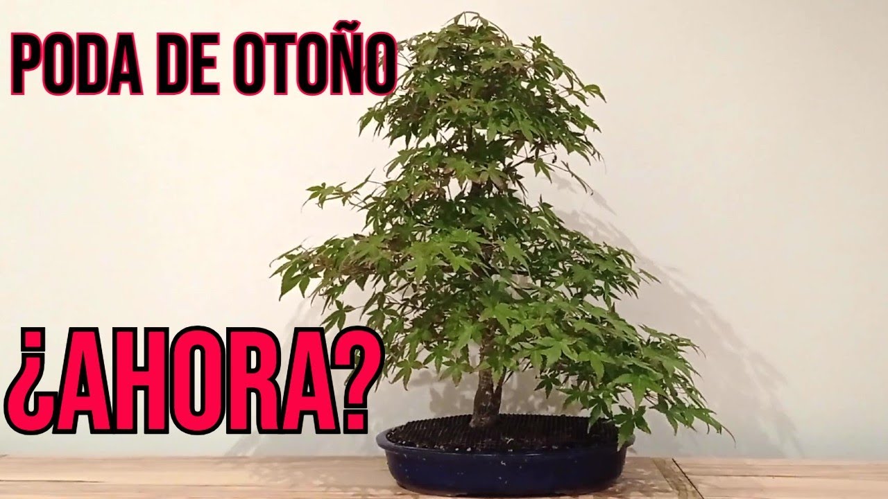 Cómo hago la Poda de Otoño en los Arces Palmatums - BONSAI
