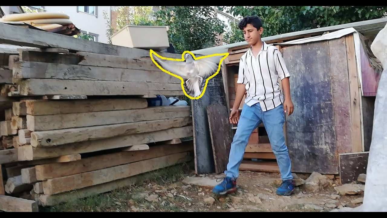 Gebzeden Sezer Kardeşin, Oyunlu Güvercin Kümesindeyiz. Seyisi Serhat ise Fena Yetişiyor.