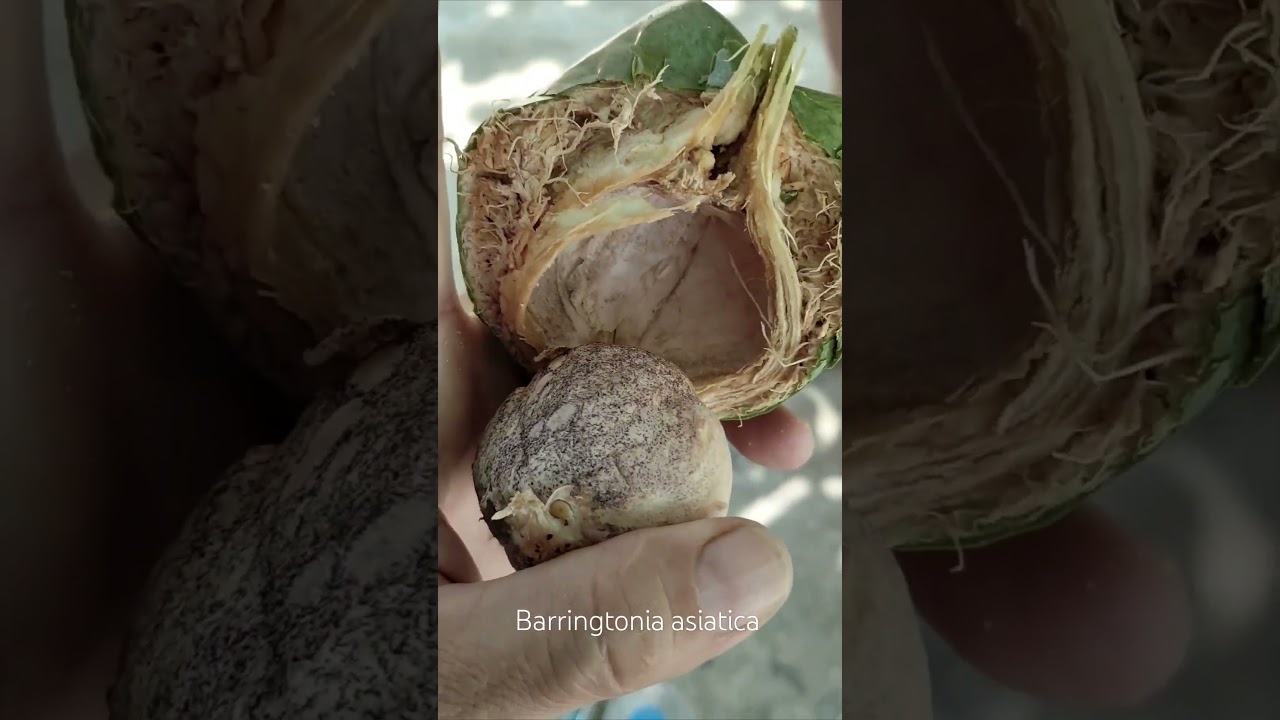 Баррингто́ния азиа́тская&nbsp;(лат.&nbsp;Barringtonia asiatica).