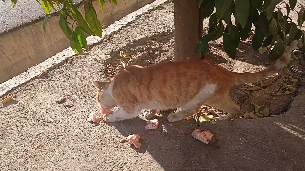 گربه های گرسنه