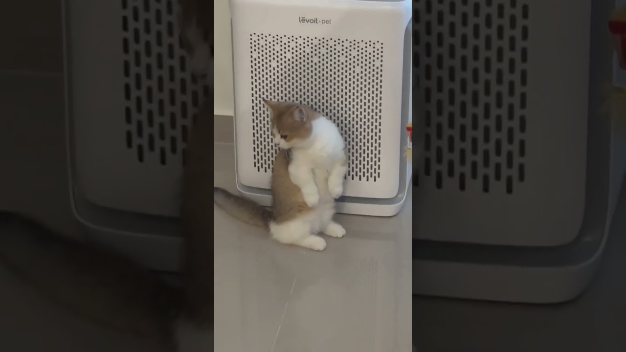 Munchkin Kitten For Sale - 7 Months, Nala from Petaling Jaya, Selangor