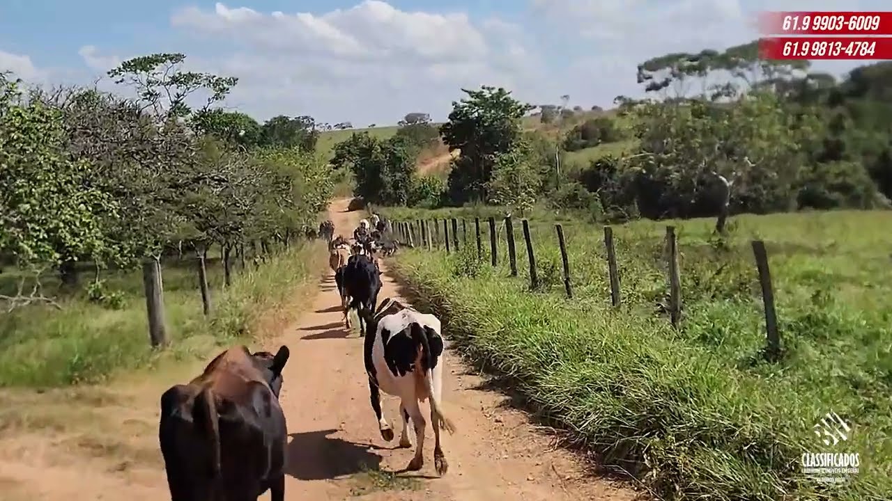 VENDIDA Fazenda 532 hectares, 8 km do asfalto, 20 de Unaí e 200 km de Brasília