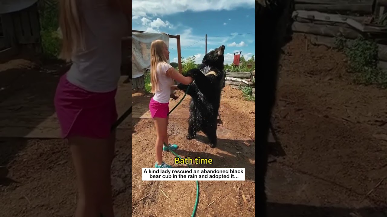 Adopt a bear cub #wildliferescue #animalfriendshipgoals #rescue#bear #lovestory #love #animals