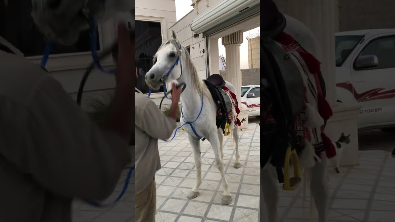 HH Arebian Horse घोड़ा 🐎 #horse #saudi #saudiaarbia #food #subscribe 
