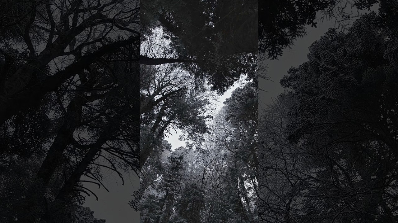 🌲 Forest Wind Sounds | Nature Ambience