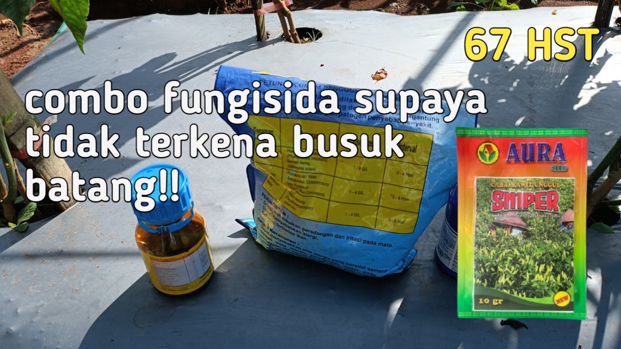Combo Fungisida 67 HST! Cara Ampuh Cegah Cabe dari Busuk Batang 🔥🌶️