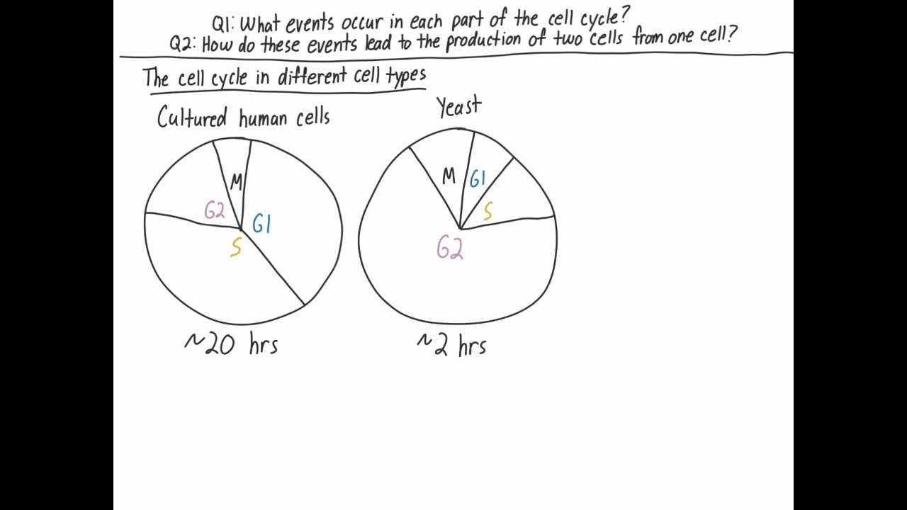 The cell cycle