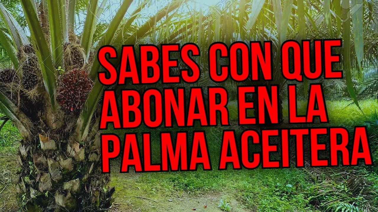 Abonamiento en palma aceitera-TRANSPLANTE-FERTILIZACION-APLICACION