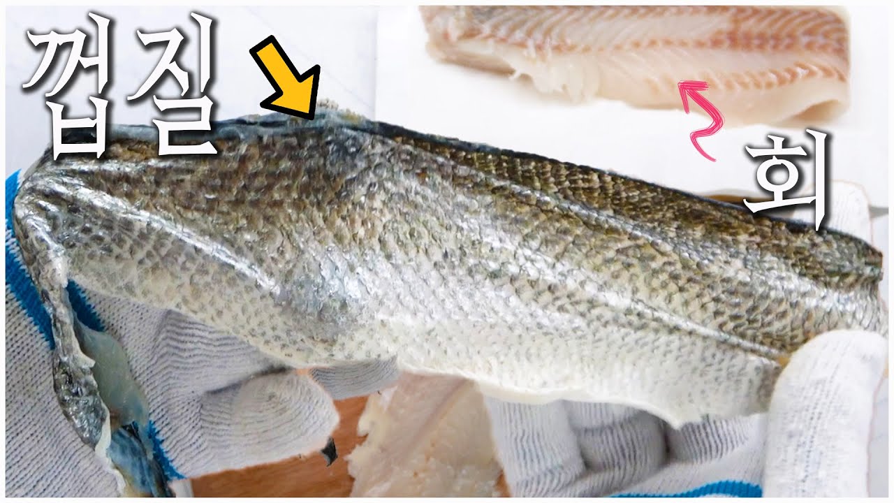 2600원으로 대형 고급 어종을?! 농어 회 썰어 아내 초밥까지 만들었습니다