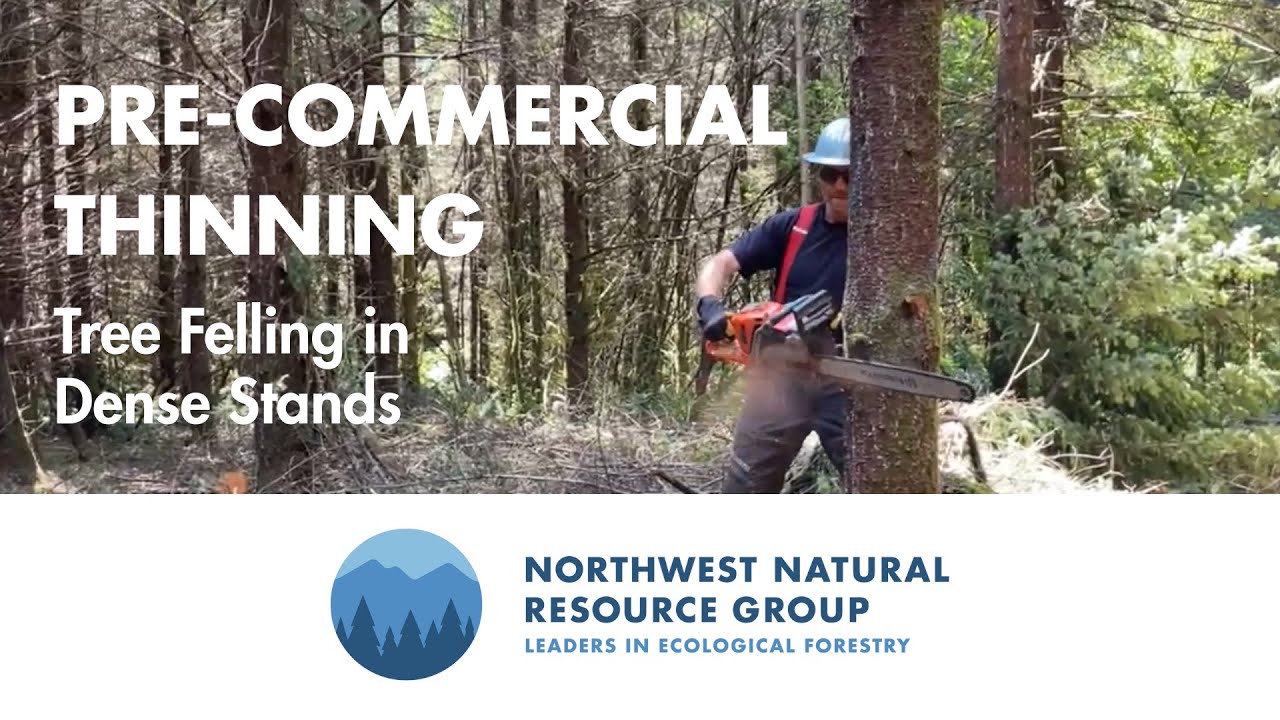 Pre-Commercial Thinning - Tree Felling in Dense Stands