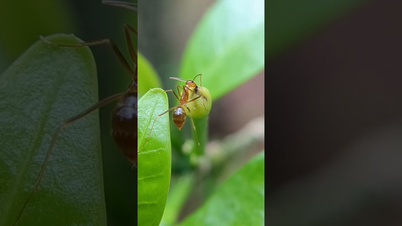 Ant Macro video | iamSREEHARI