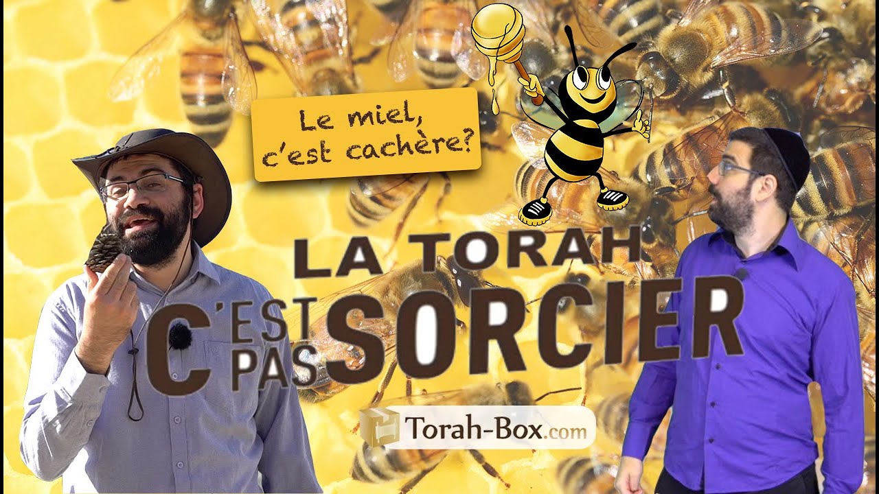 La Torah, c'est pas sorcier : LE MIEL... ET LES ABEILLES