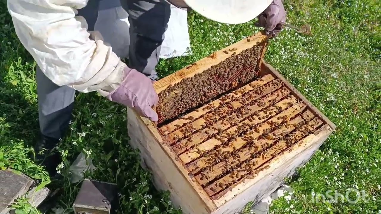 28 Şubat 2024 Arı kontrolünü yaptım