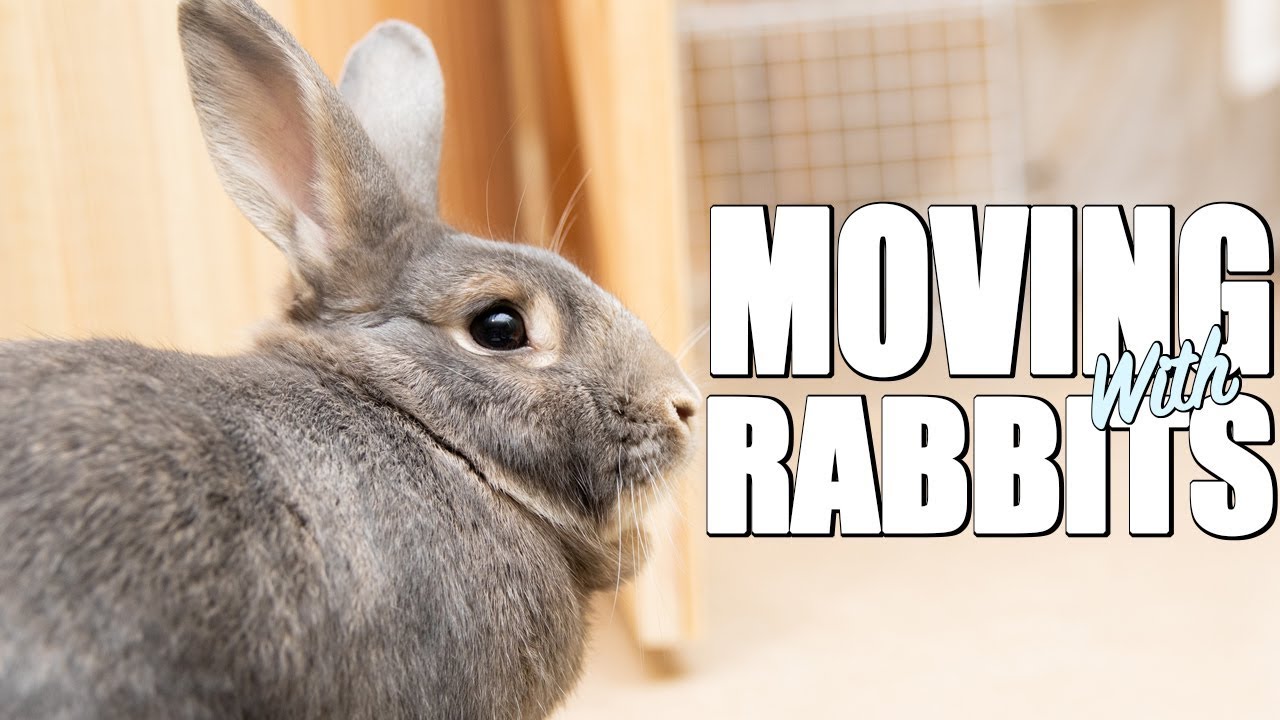 I'M MOVING WITH RABBITS?!?
