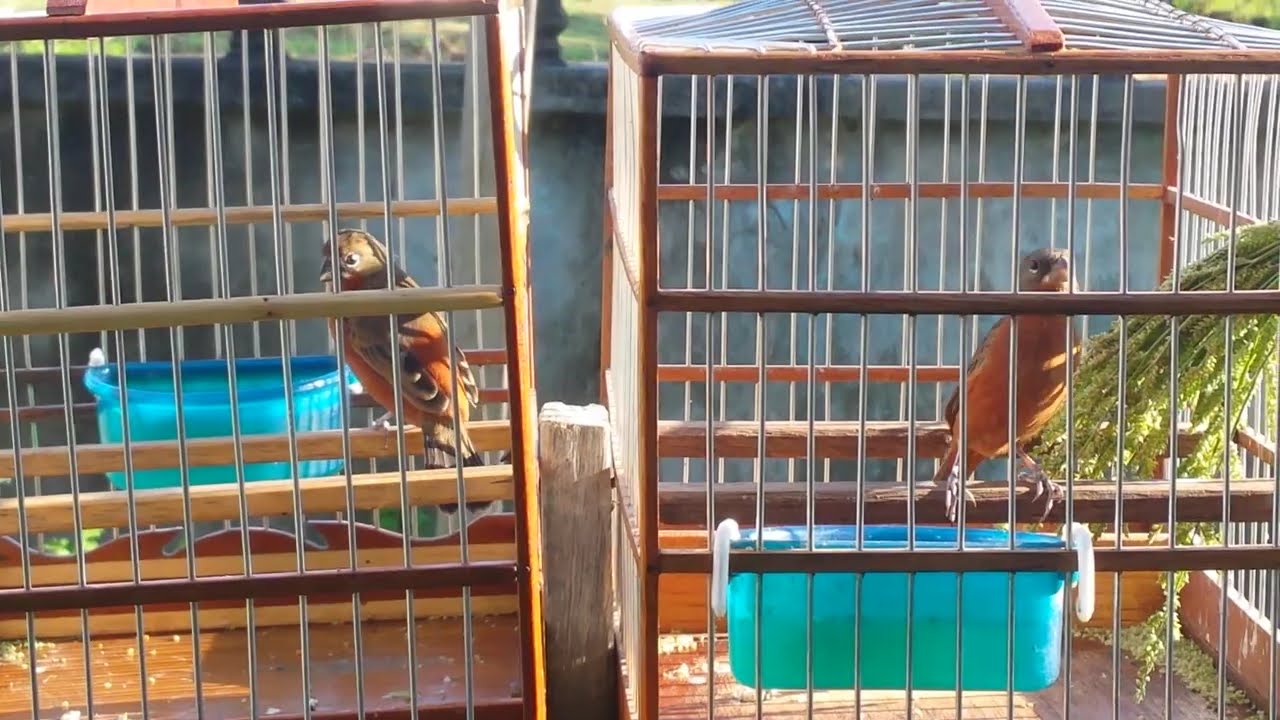 FULL HD - BEST 2017 BIRD RAMP VIDEO
