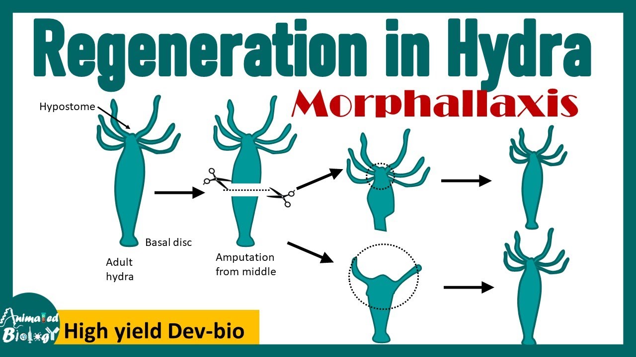 Regeneration in Hydra | Morphallaxis | Dev bio
